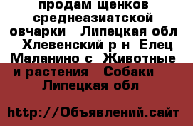 продам щенков среднеазиатской овчарки - Липецкая обл., Хлевенский р-н, Елец-Маланино с. Животные и растения » Собаки   . Липецкая обл.